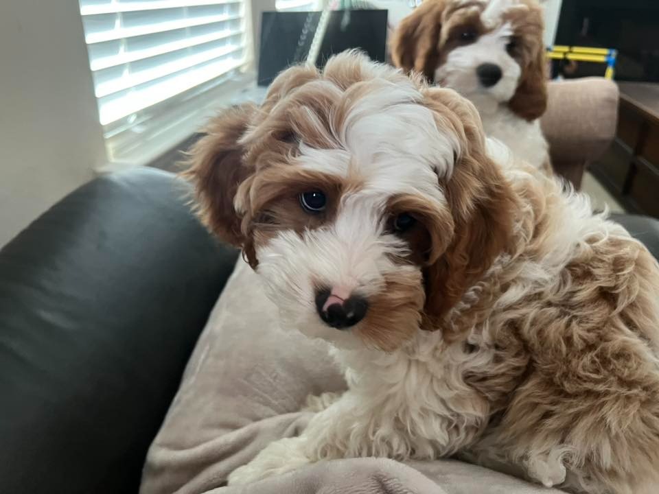 Cavapoo Puppy