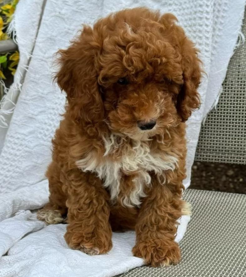 Cavapoo Puppy
