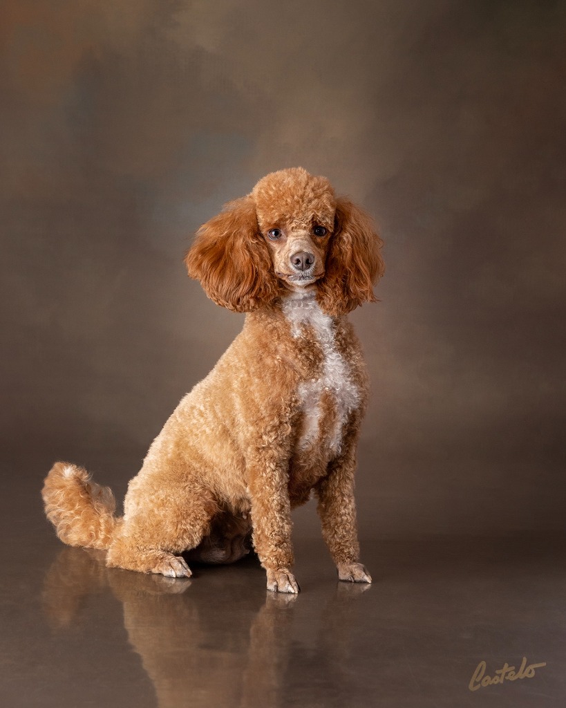 FAQ Poodle