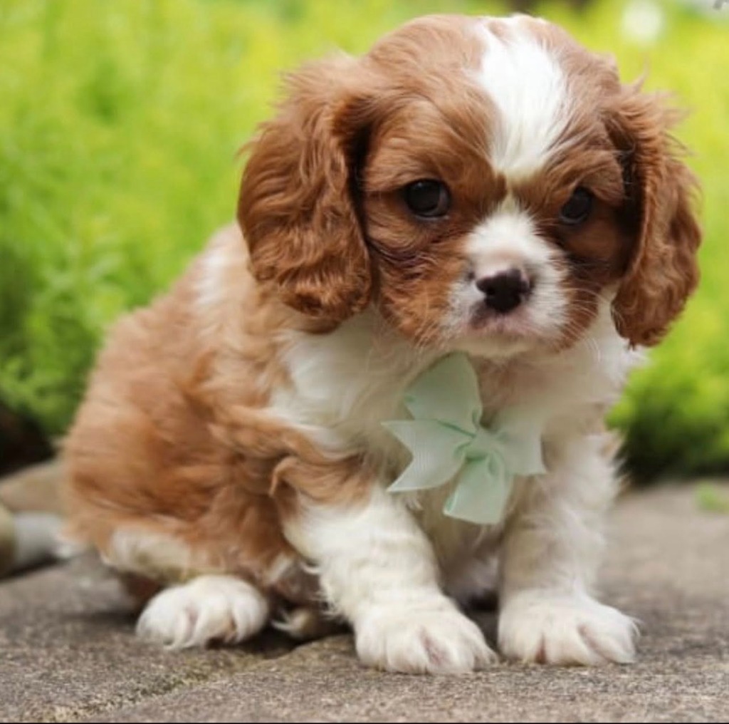 Cavapoo Puppy
