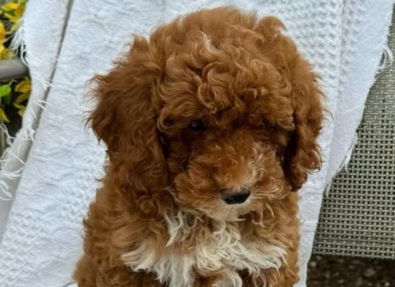 Puppy Application